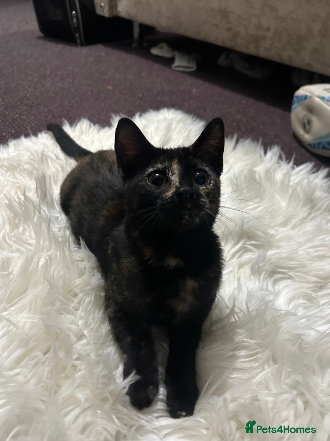 Toyger cats for sale: 4 beautiful Tabby kitties ready for new homes  - Advert 4