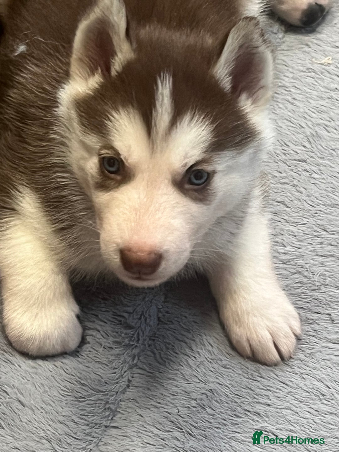 Siberian Husky dogs for sale: Siberian Husky puppies  - Advert 22