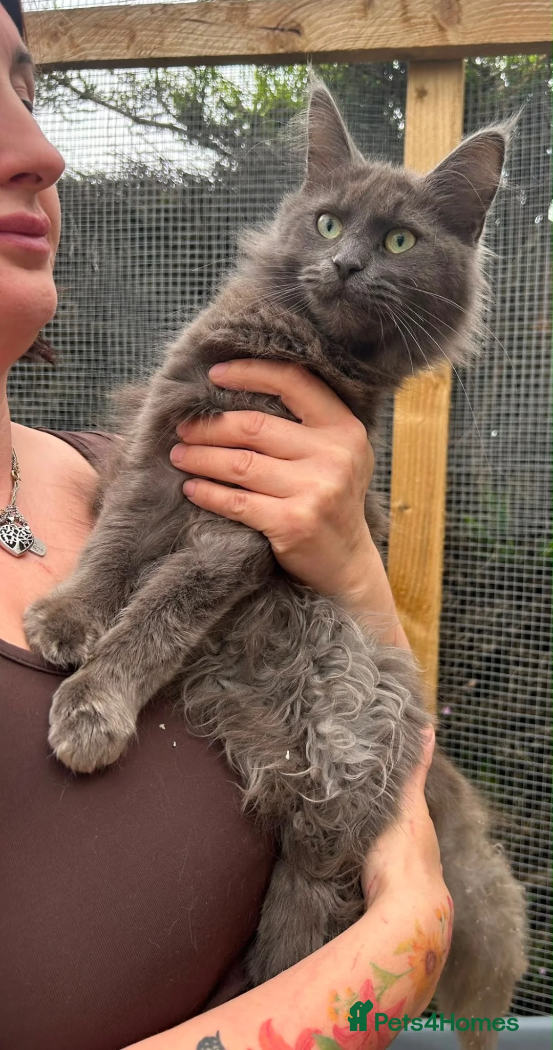 Maine Coon cats for sale: Smoke kitten 5 months old - Advert 2