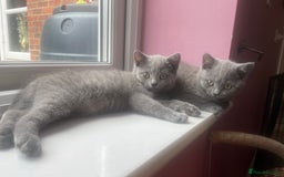 British Shorthair cats for sale: British shorthair kittens  - Image 15