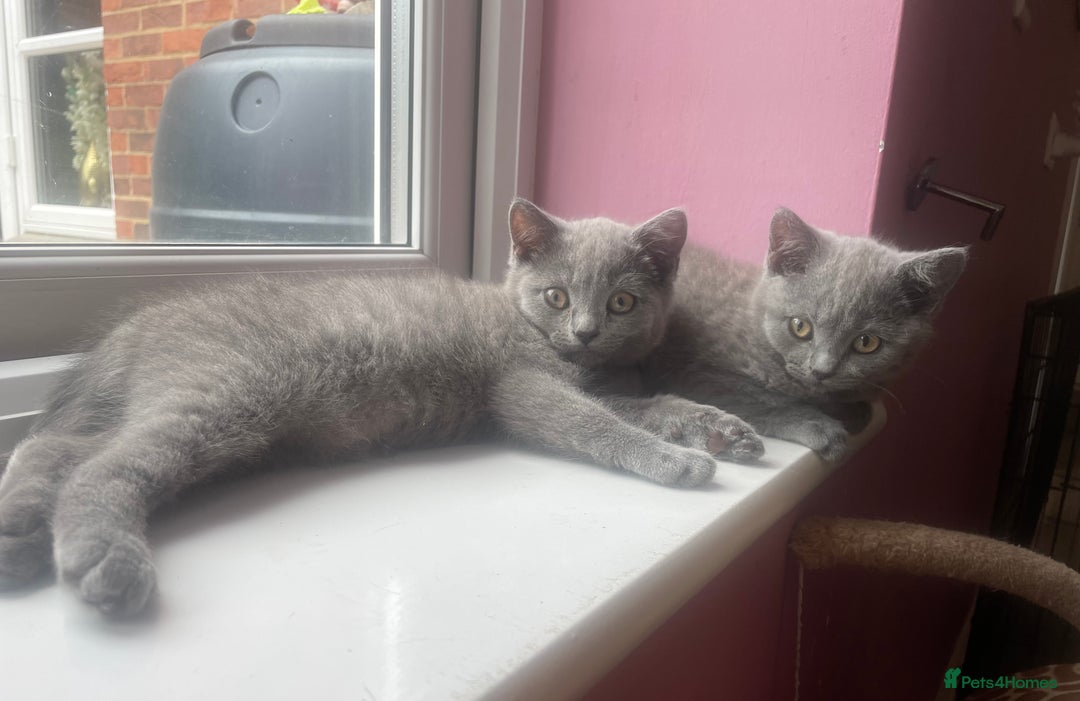 British Shorthair cats for sale: British shorthair kittens  - Image 15