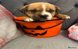 Mixed Breed dogs for sale: 4 beautiful puppies available  - Image 4
