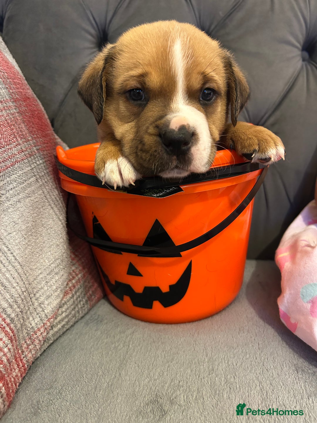Mixed Breed dogs for sale: 4 beautiful puppies available  - Image 4