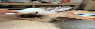 Gorgeous Seal Point Ragdoll Male Kitten Black Collar