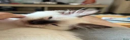 Ragdoll cats for sale: Beautiful Purebred Ragdoll Kittens Ready Now  - Advert 19