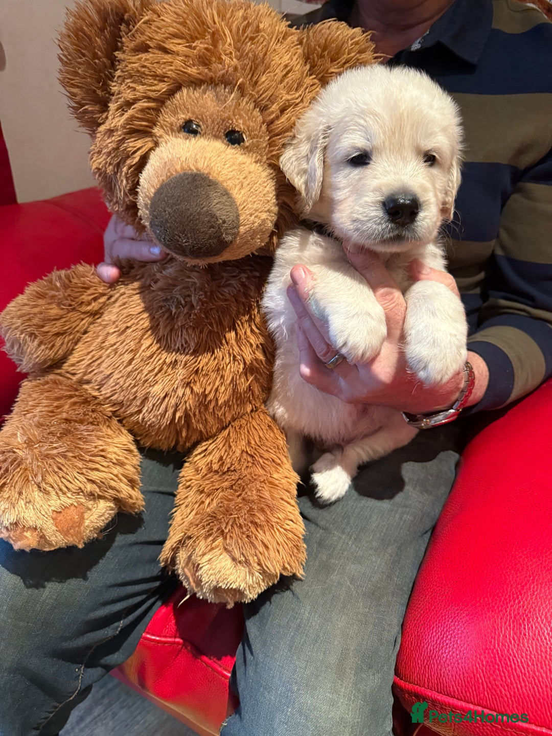 Golden Retriever dogs for sale: Cream golden retriever puppies  - Advert 3