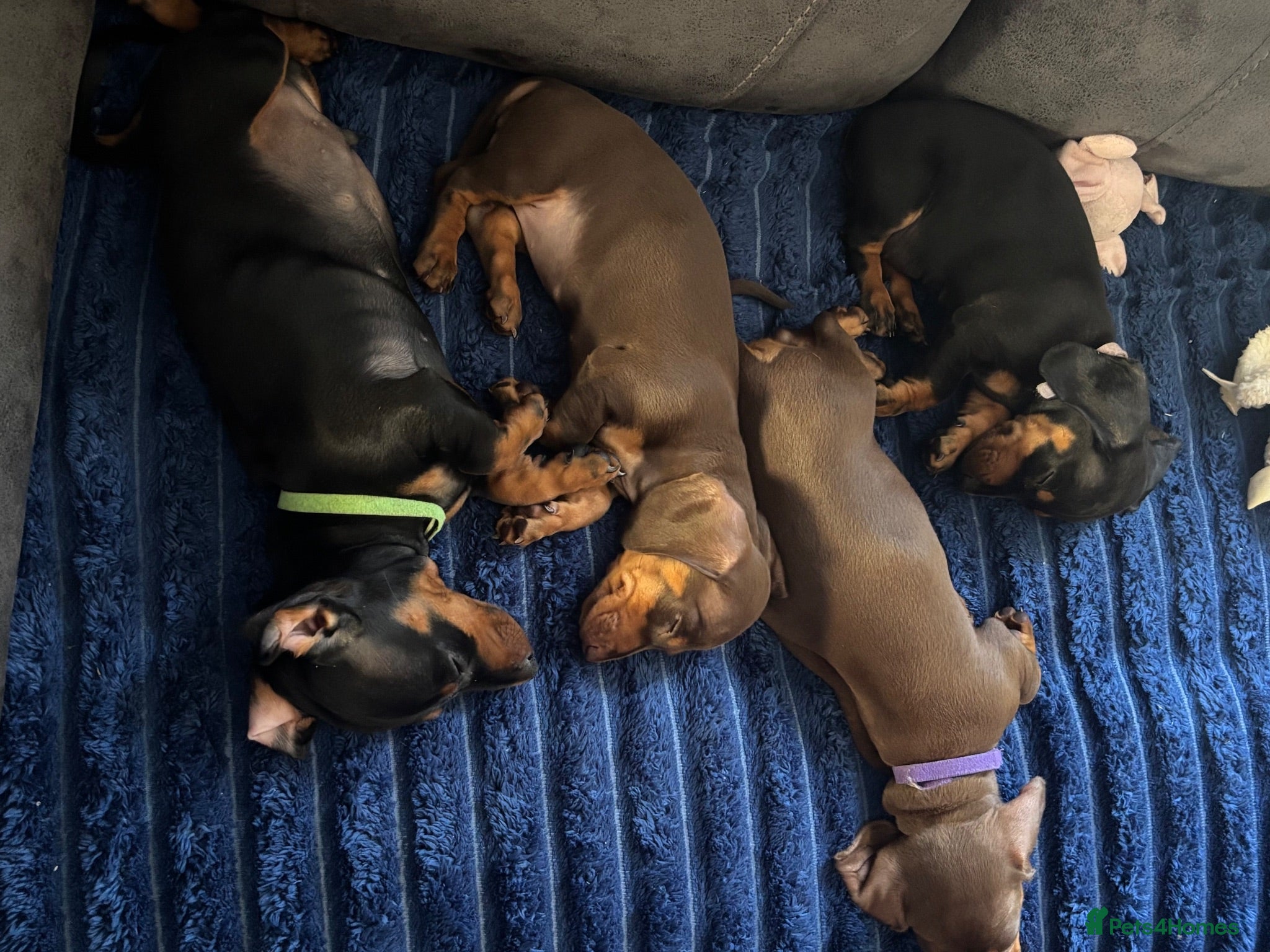 Miniature Dachshund dogs 3 Mini Daxi Puppies ready to leave - Advert 1