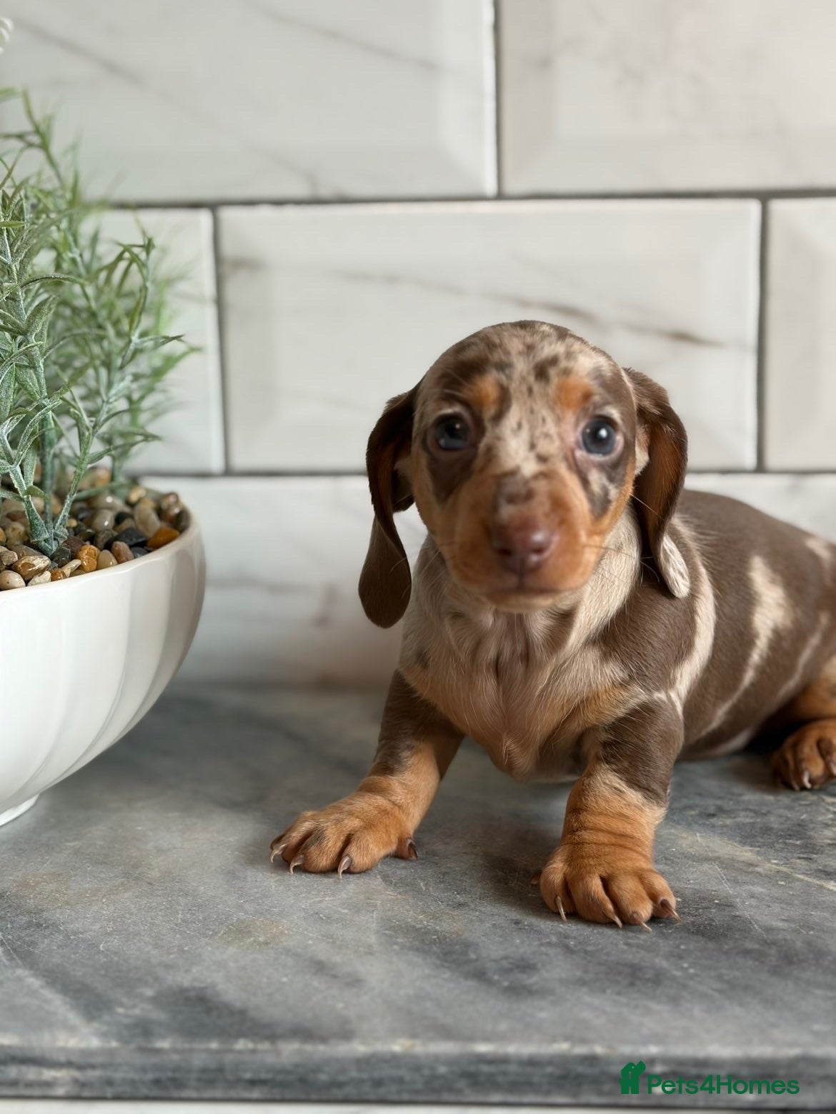 Miniature Dachshund dogs Miniature dachshunds 💖 females  - Advert 3