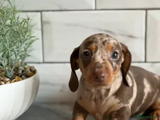 Miniature Dachshund dogs Miniature dachshunds 💖 females - Advert 3
