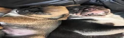 Mixed Breed dogs for sale: 3 beautiful shiranian cross pug puppies for sale.  - Advert 25