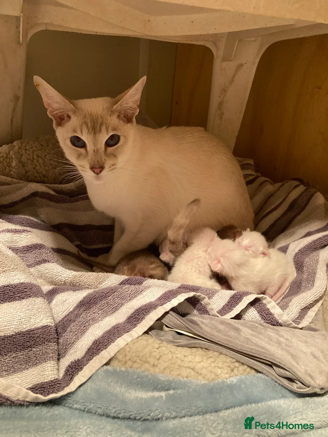 Oriental cats for sale: Oriental boy kittens - Advert 13