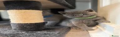British Shorthair Kitten 4