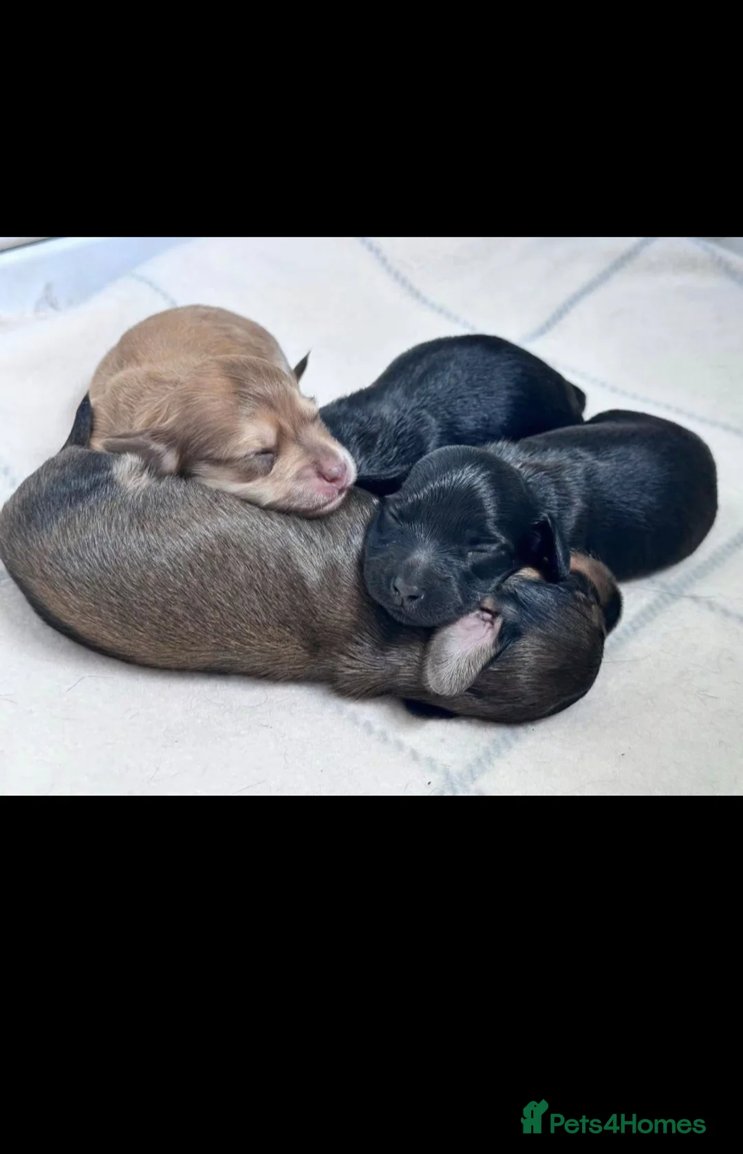 Miniature Dachshund dogs for sale: Stunning Litter of Mniature Dachshund Puppies - Advert 9