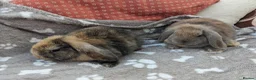 Mini Lop rabbits for sale: Mini lop rabbits  in Yeovil - Advert 2