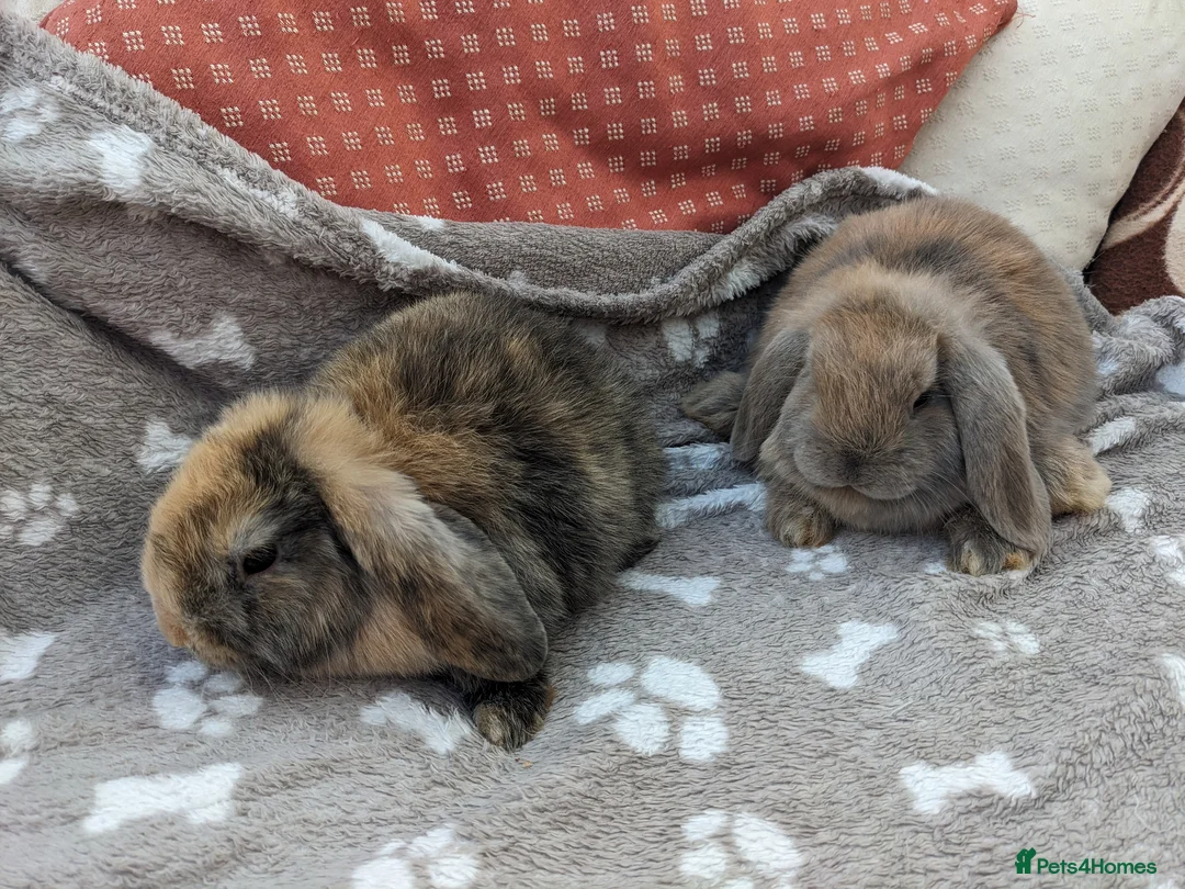 Mini Lop rabbits for sale: Mini lop rabbits  in Yeovil - Advert 2