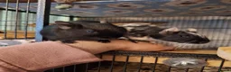 Degus rodents for sale: Degu Pair Black Neutered Male Black Pied Female  - Advert 2