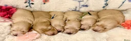 Miniature Dachshund dogs for sale: Stunning litter miniature of long haired creams  - Advert 5