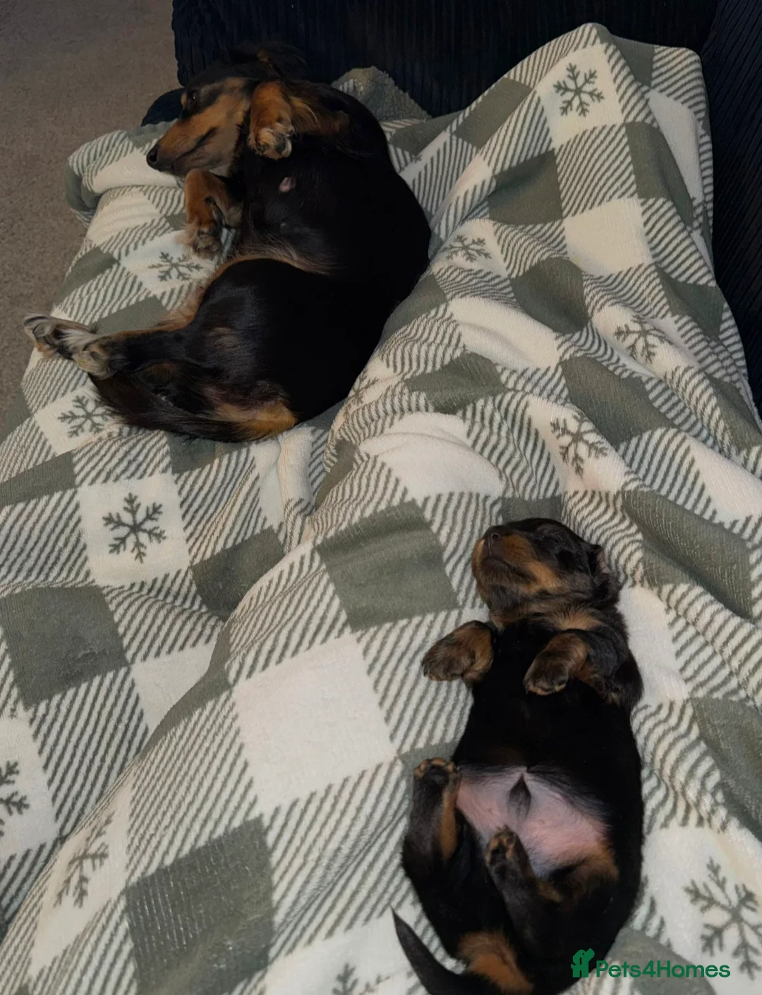 Miniature Dachshund dogs for sale: Long haired miniature dachshund  - Advert 2