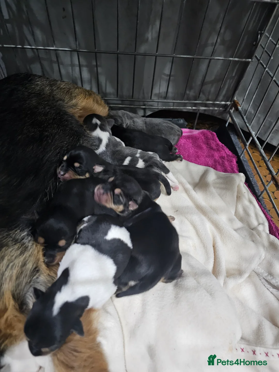 Jack Russell dogs for sale: 7 jack Russell puppies - Advert 4