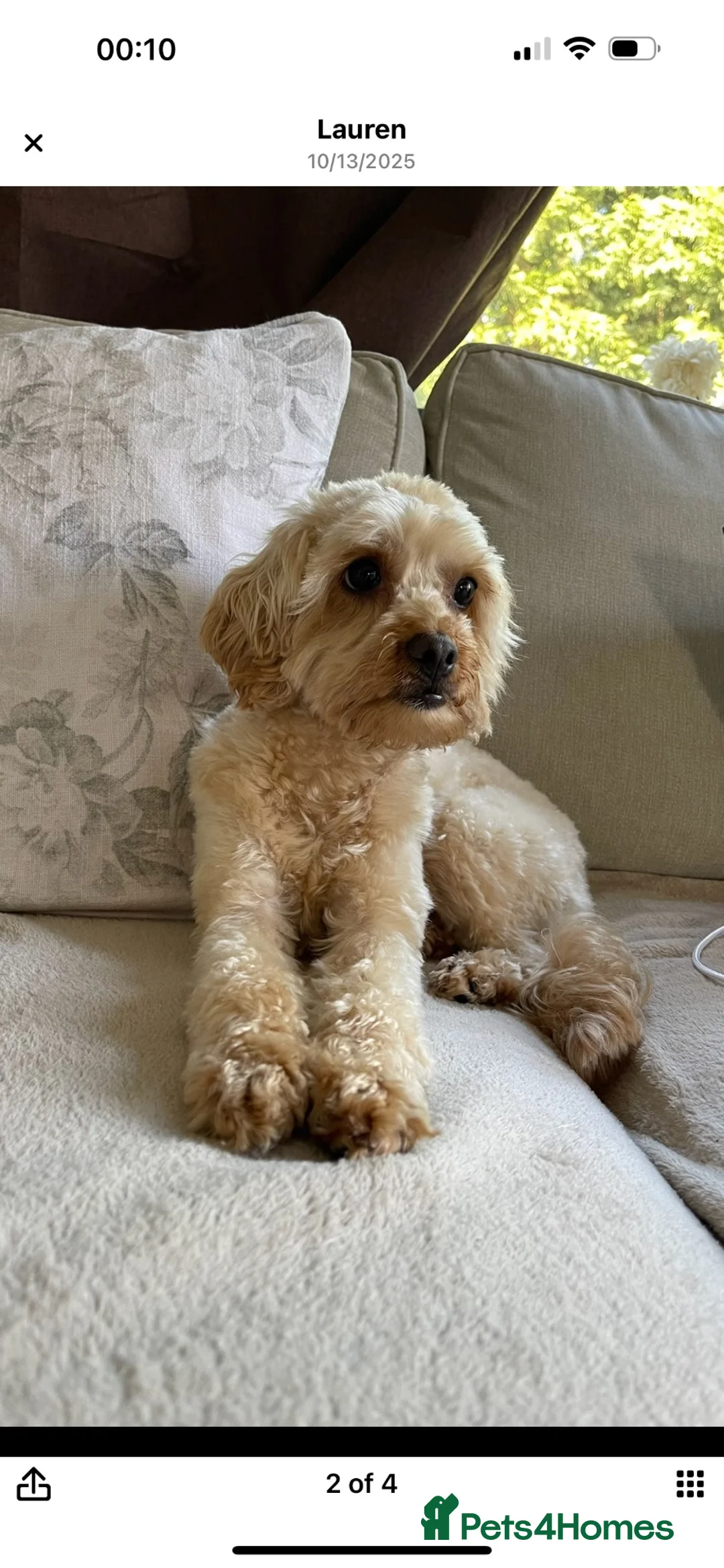 Cavapoo dogs for stud: Female Cavapoo in Liverpool - Advert 2