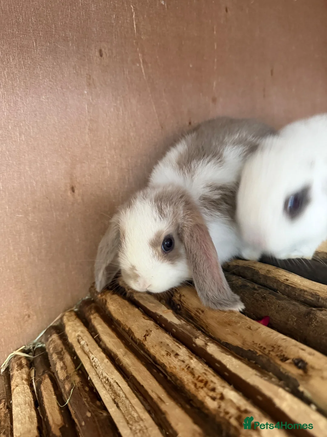 Mini Lop rabbits for sale: Mine lop  - Advert 2