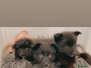 Pomsky dogs Pomsky Pups READY 💞 - Advert 10