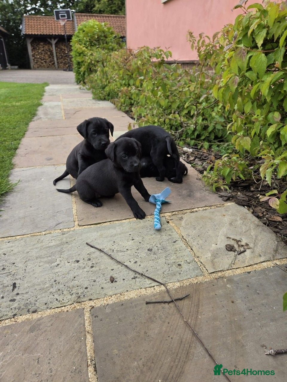 Labrador Retriever dogs Black Labrador puppies KC Reg - working background - Advert 2