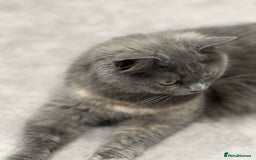 Ragdoll cats for sale: Persian x Ragdoll kittens - Image 12