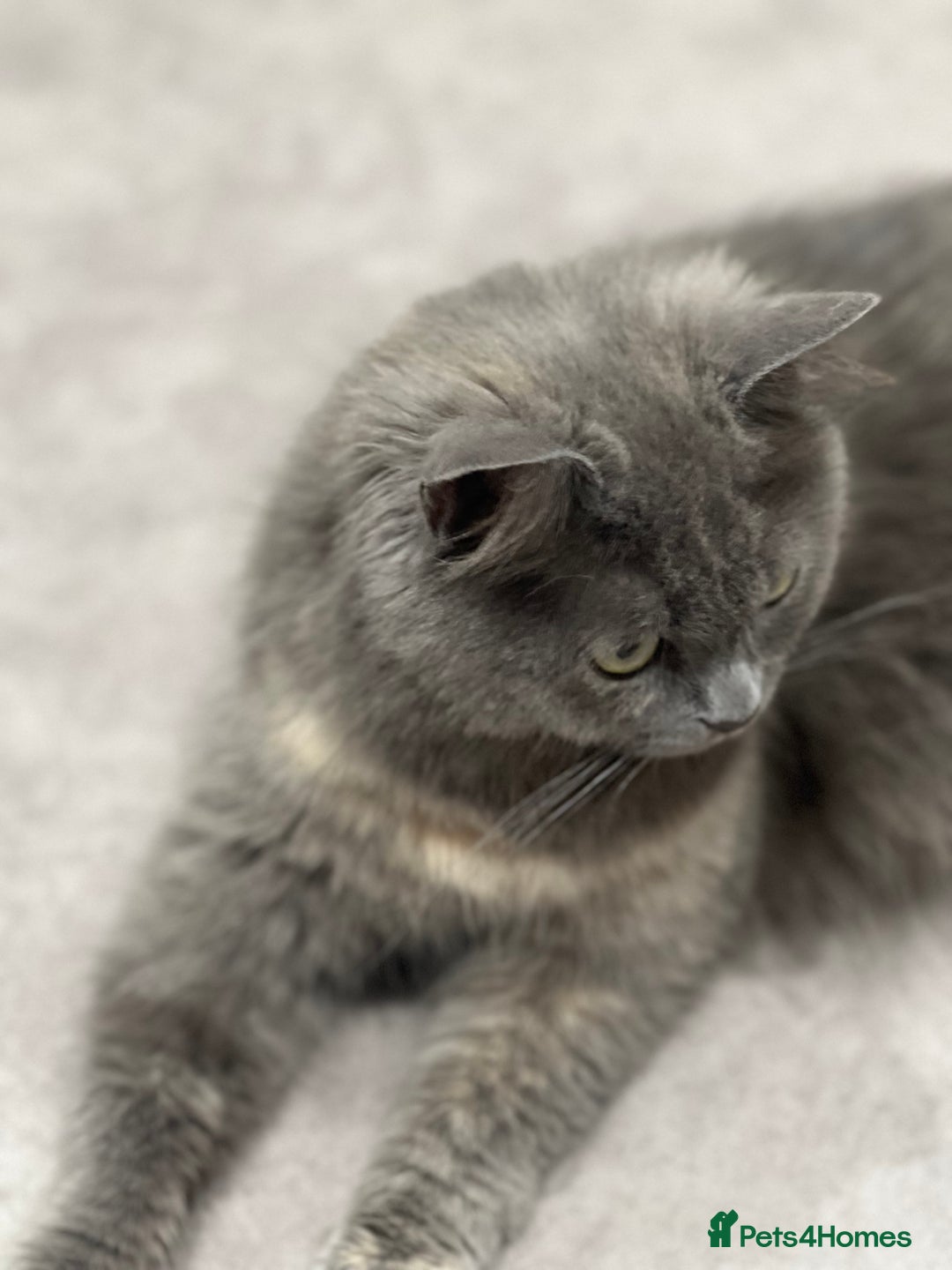 Ragdoll cats for sale: Persian x Ragdoll kittens - Image 12