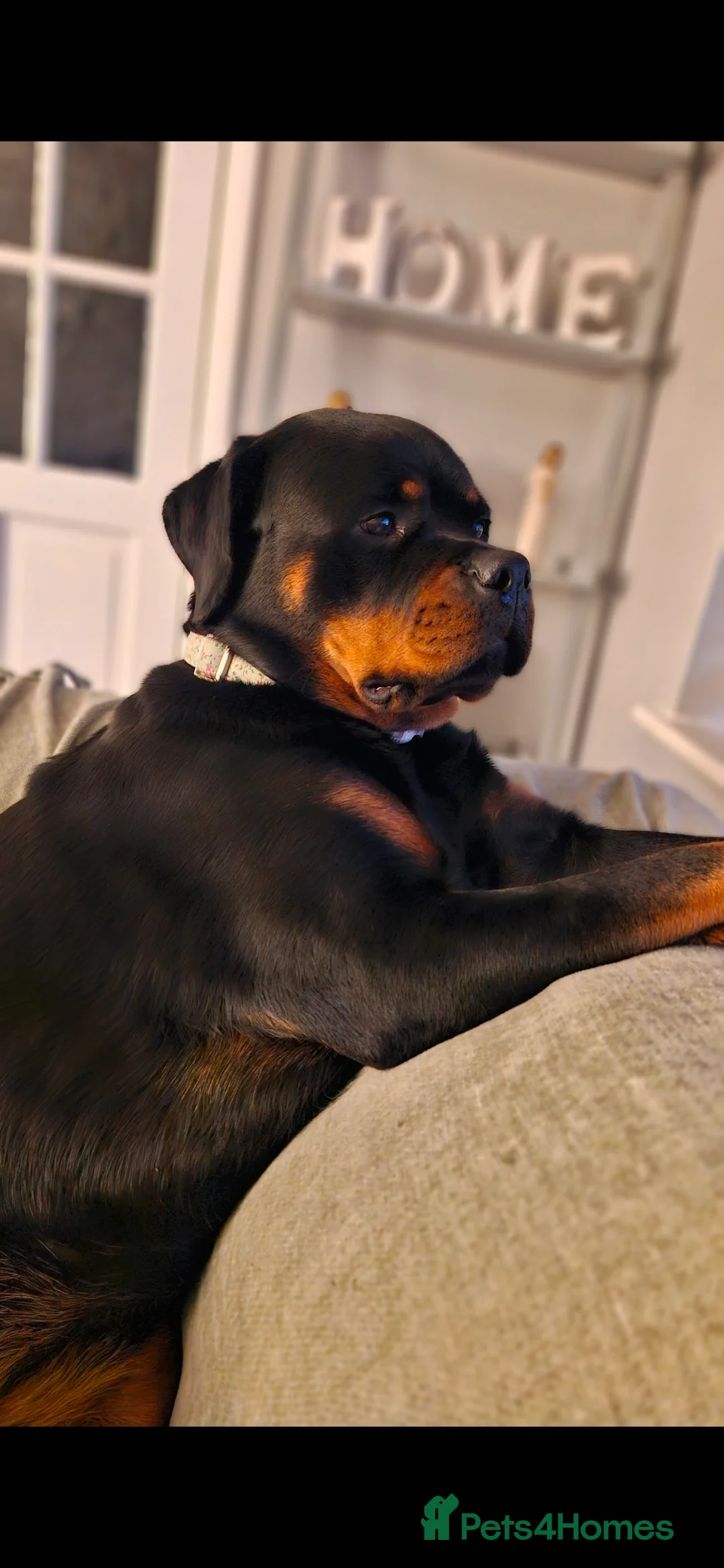 Rottweiler dogs for adoption: Roxy the loveable Rottie - Advert 10
