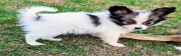 Papillon dogs for sale: KC Registered Papillon Boy - Advert 7