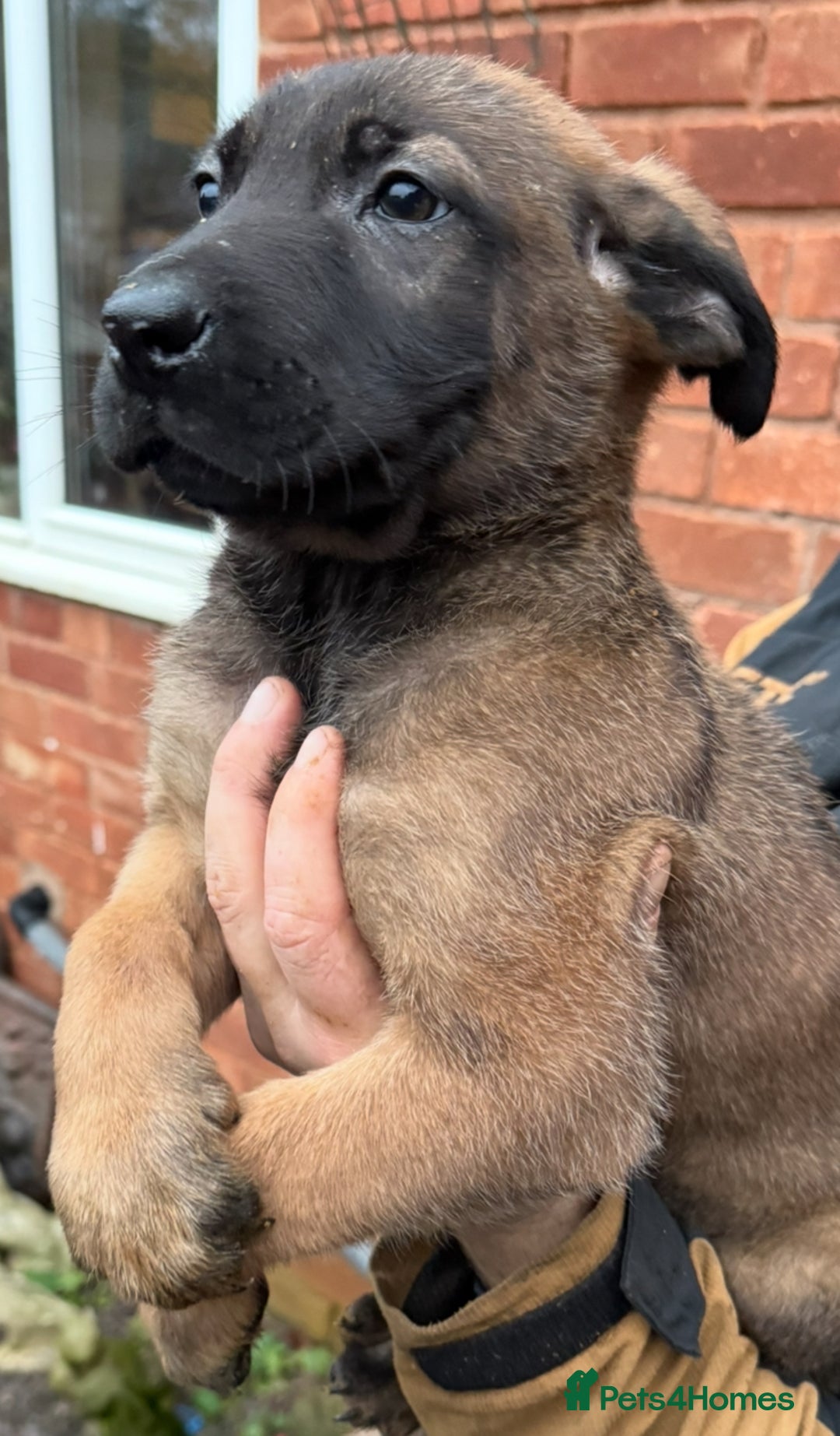 Belgian Shepherd Dog dogs for stud: Dutch herder shepherd for stud in Kidderminster - Advert 7
