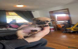 Mixed Breed dogs for sale: puppies  - Image 2