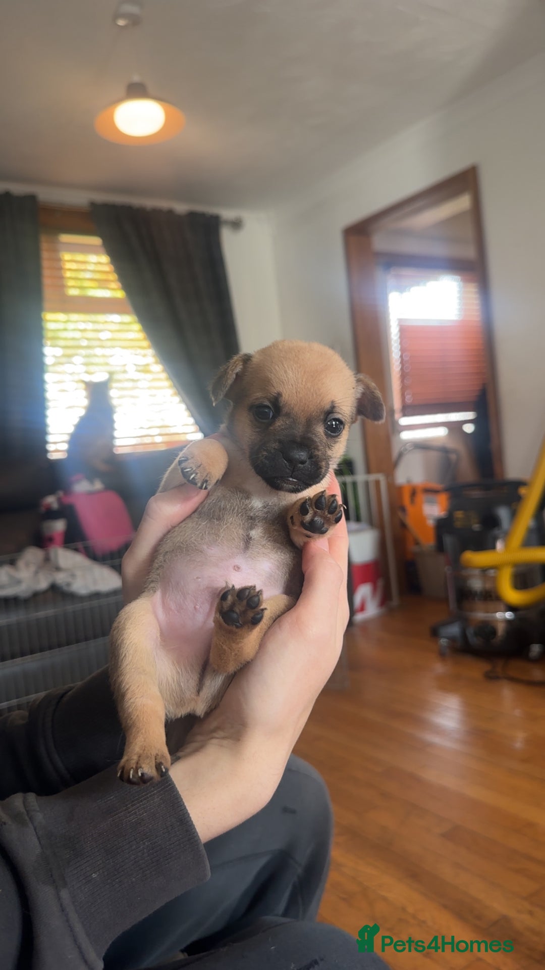 Mixed Breed dogs for sale: puppies  - Image 2