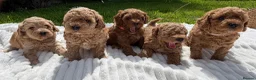 Cockapoo dogs for sale: Wonderful healthy puppies can go to new homes  - Advert 10