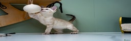 Bengal cats for sale: GOOBER-Snow Lynx Pure Bengal-TICA REG.-Playful boy - Advert 17