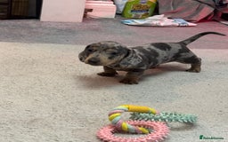 Miniature Dachshund dogs for sale: Miniature dachshund  - Advert 10