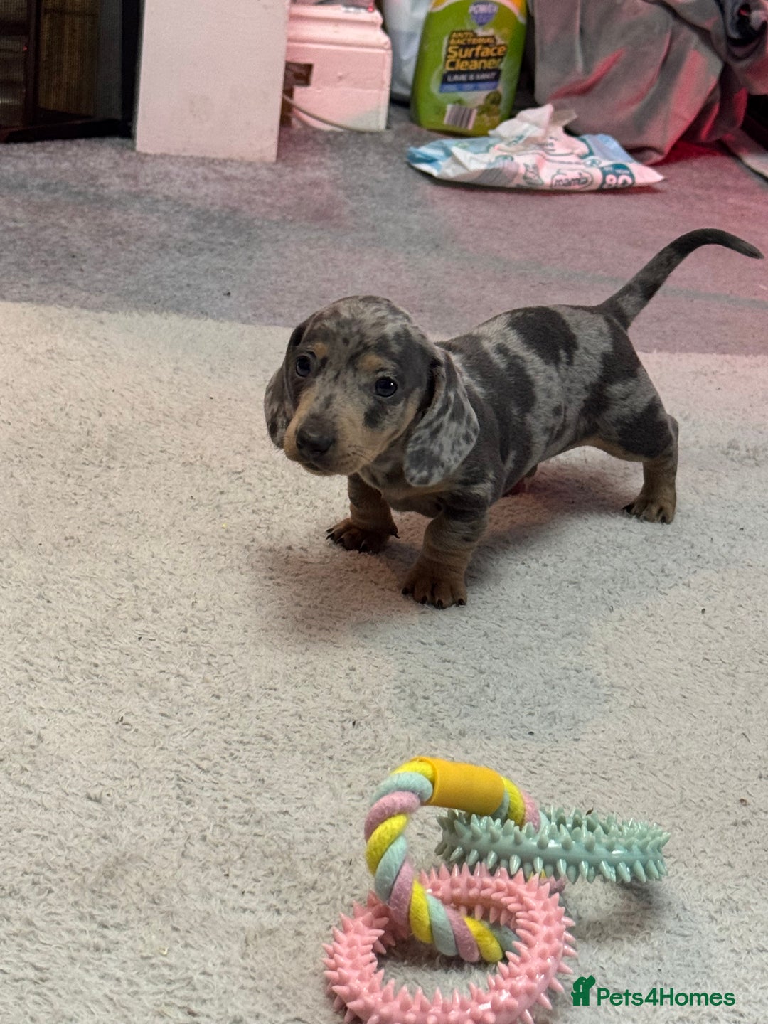 Miniature Dachshund dogs for sale: Miniature dachshund  - Advert 10