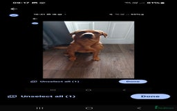 Labrador Retriever dogs for sale: Labrador Retriever puppies for sale - Image 4