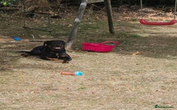 Rottweiler dogs for sale: Roxy  - Image 2