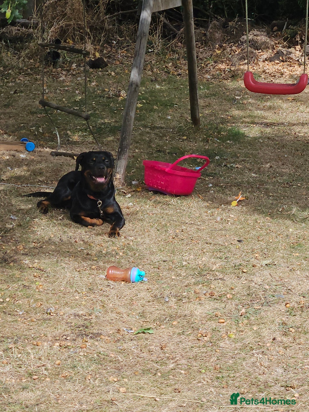 Rottweiler dogs for sale: Roxy  - Image 2