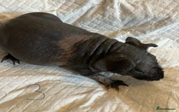 Guinea Pig rodents for sale: Skinny pig and smooth haired Guinea pigs - Image 9