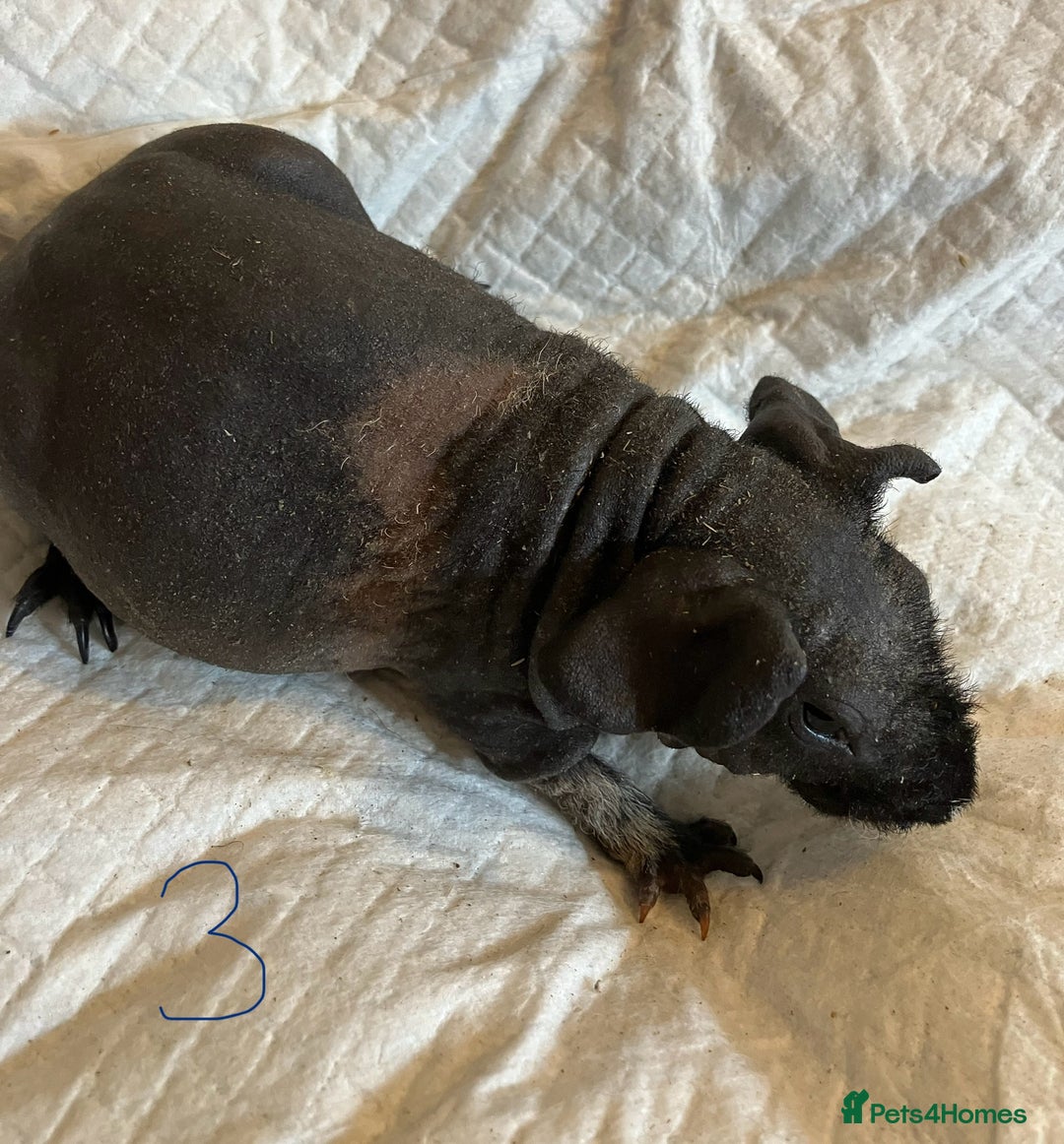 Guinea Pig rodents for sale: Skinny pig and smooth haired Guinea pigs - Image 9