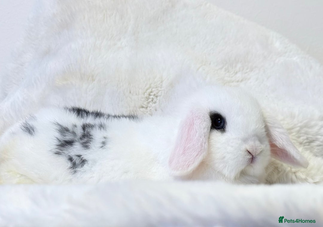 Mini Lop rabbits for sale: MiniLop Baby Boy ready now  - Advert 4