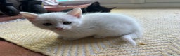 Mixed Breed cats for sale: Beautiful white 10 week old kitten  - Advert 1