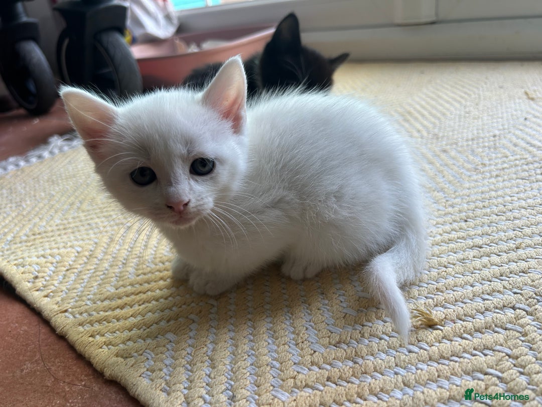 Mixed Breed cats for sale: Beautiful white 10 week old kitten  - Advert 1