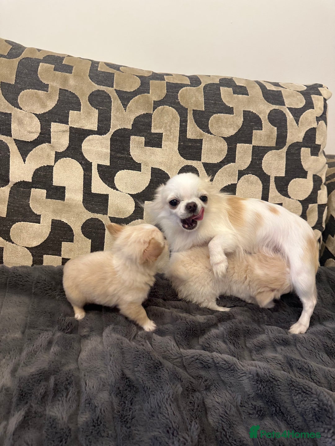 Chihuahua dogs for sale: KC Reg Champion Russian lines LONG COAT puppies - Image 14