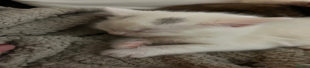 Mixed Breed Kitten 3