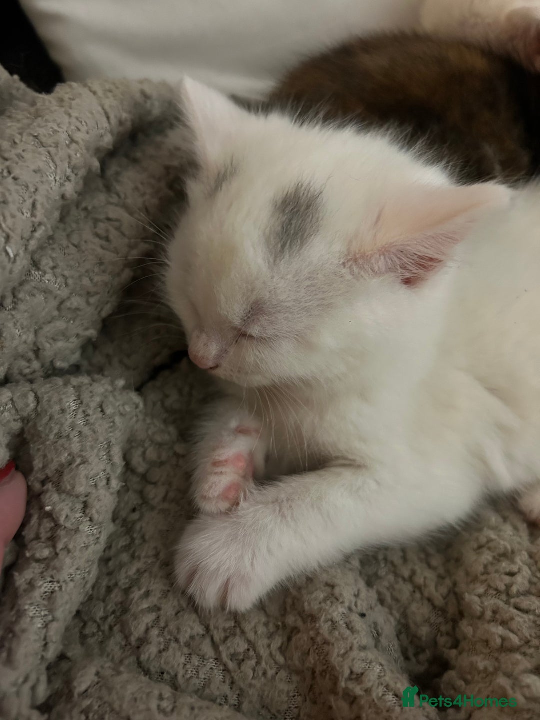 Mixed Breed cats for sale: Maine coon x kittens - Image 4