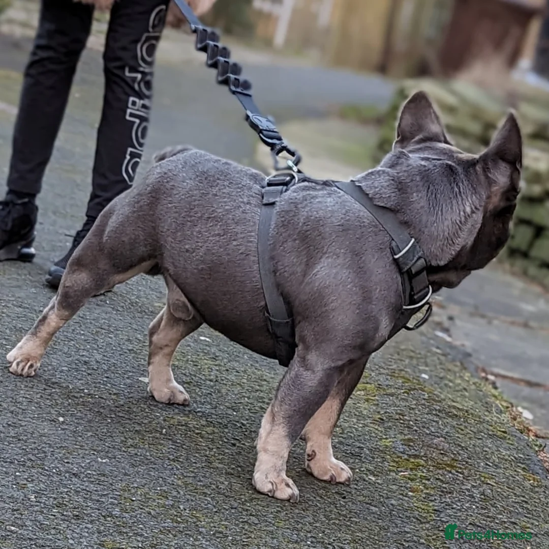 French Bulldog dogs for stud: Mayan, Rfg, bva, Silver health tested Lilac tan in Sheffield - Advert 7